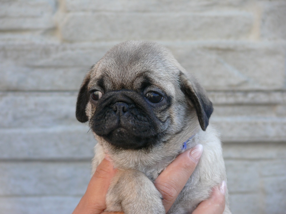 Mops - Štěňátka - 2