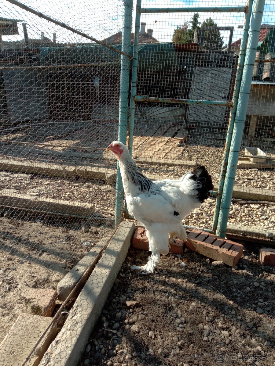 Kohút brahmanka. - 2