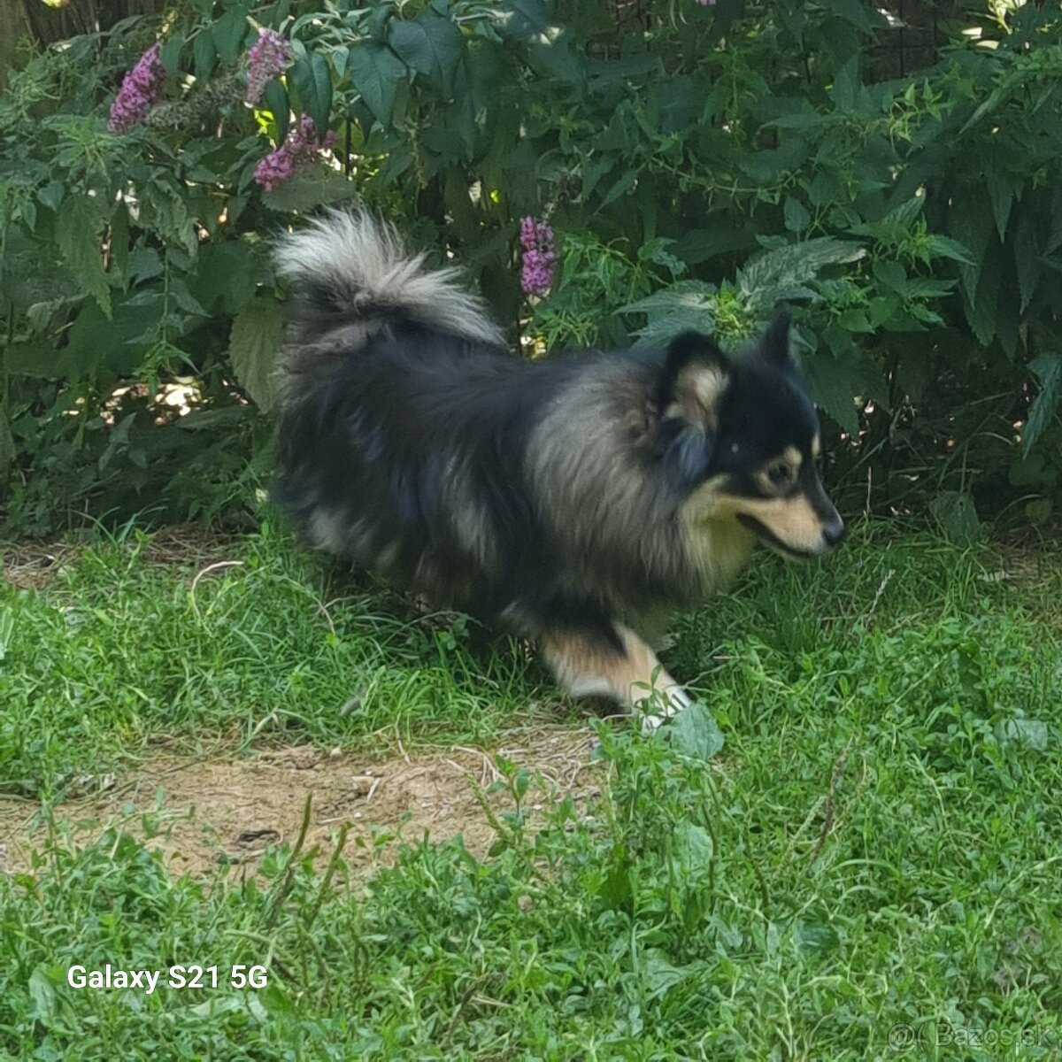 Fínsky laponský pes - 2