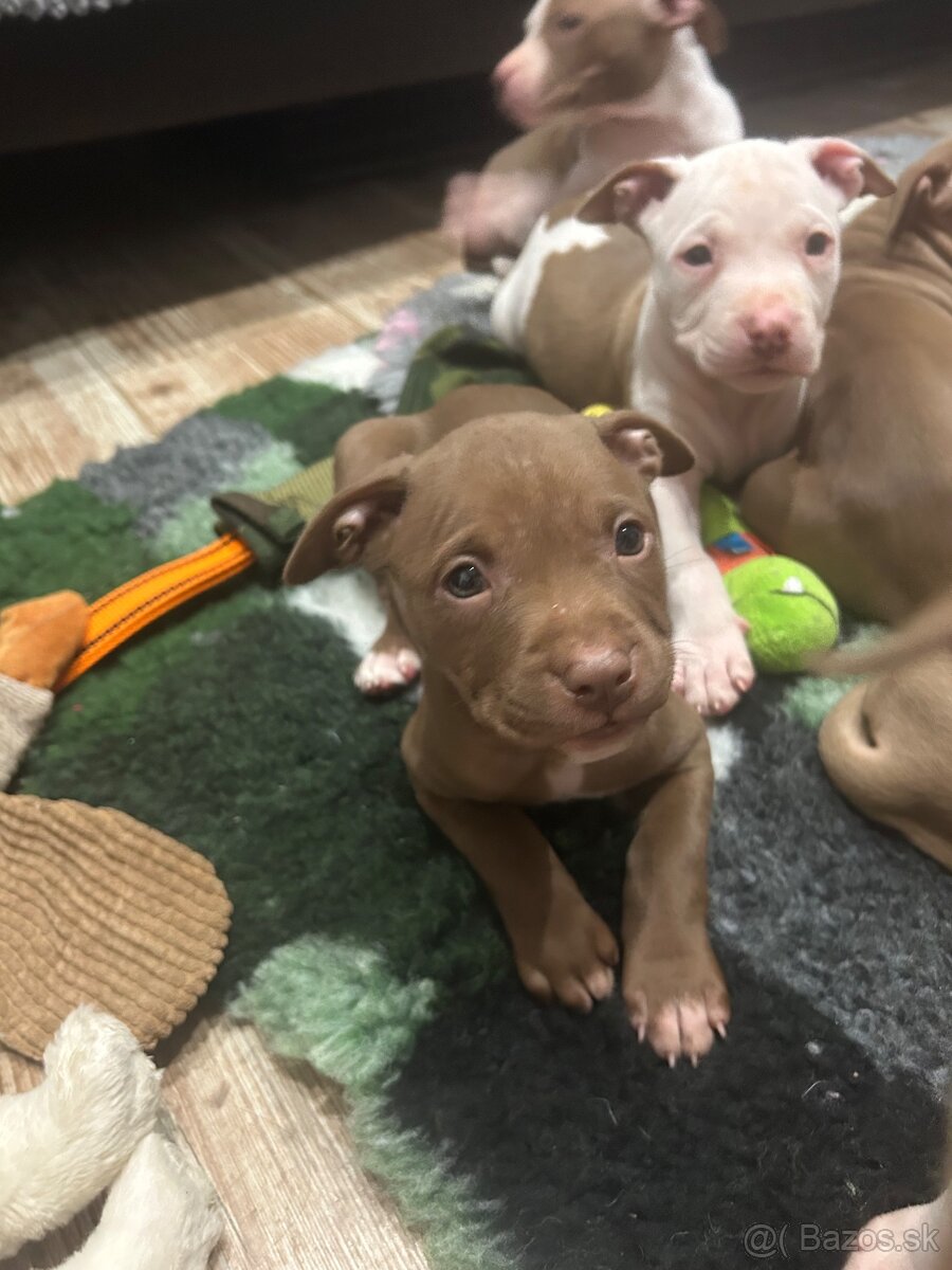 Americky pitbull terier - 2