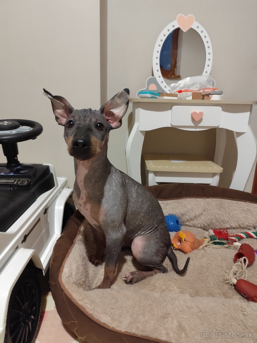 Americky bezsrsty teriér- šteniatko - 2