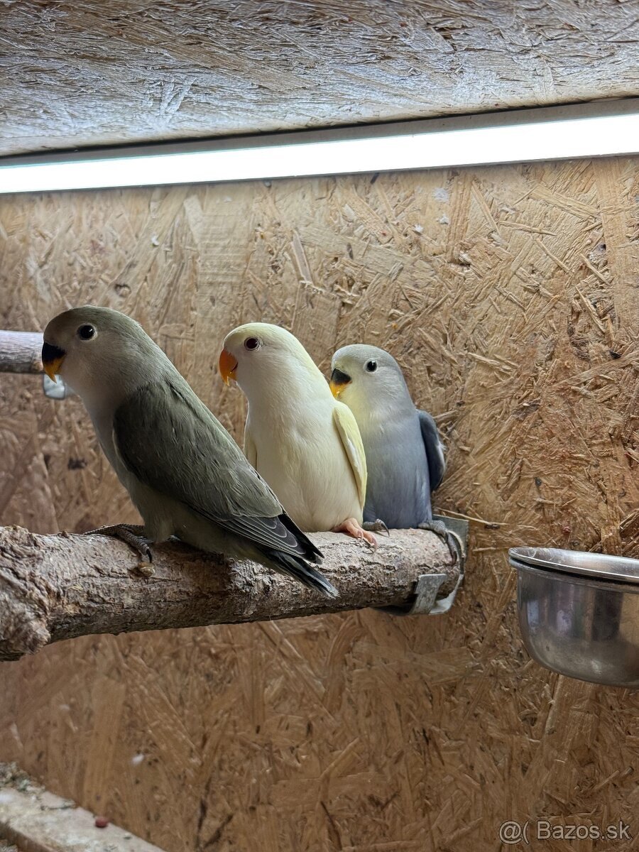 Agapornis Ružovohrdlý - 2