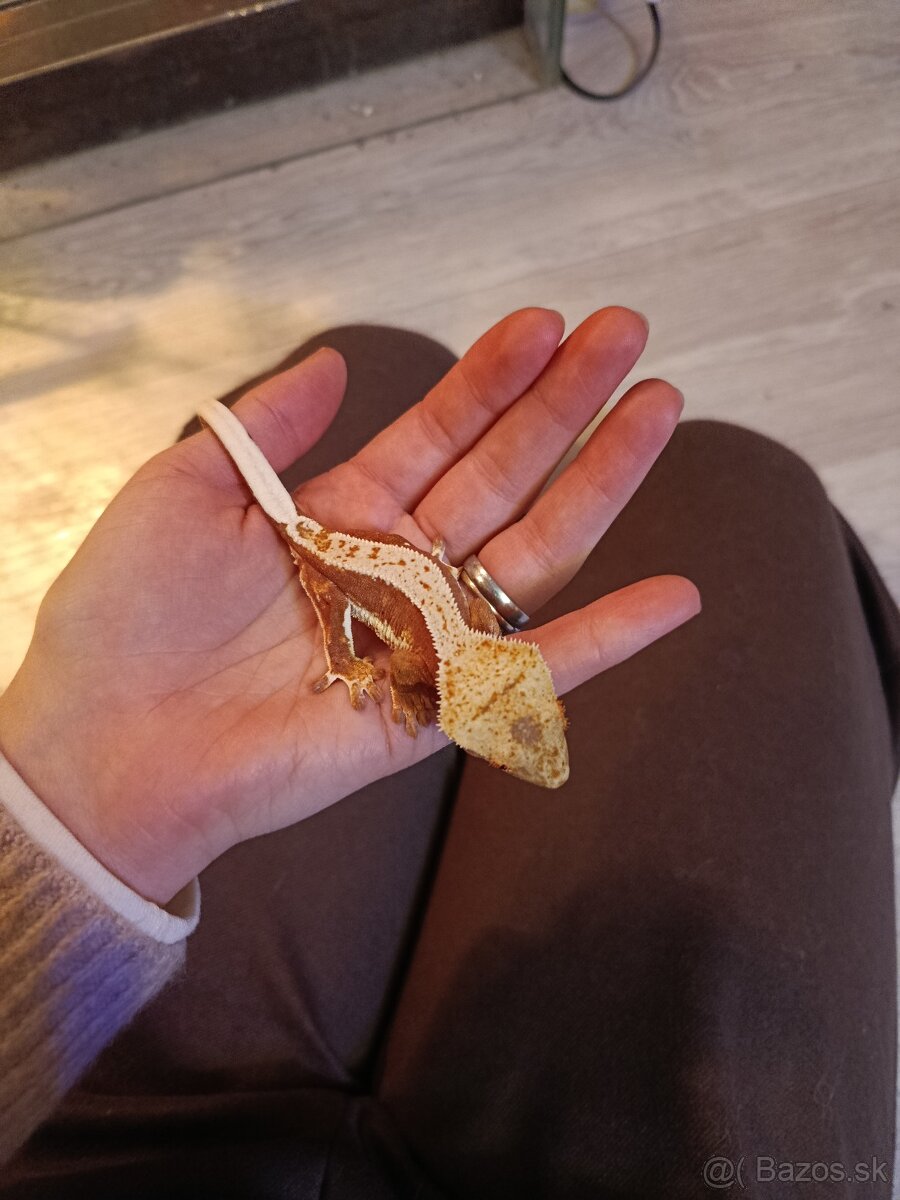 Pagekon riasnatý - 2