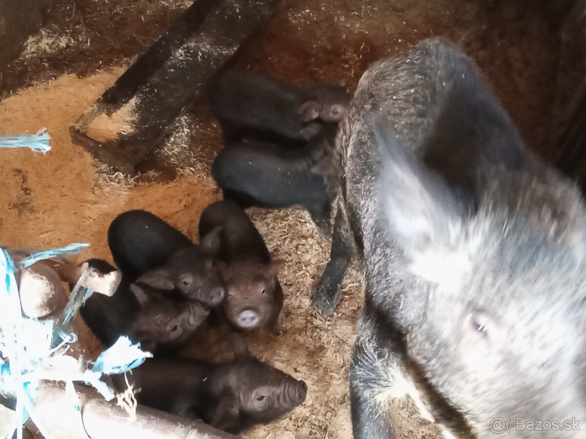 Čínske klapouché-mangalica - 2