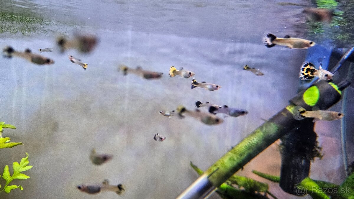 Gupka dúhová, pávie očko - 2