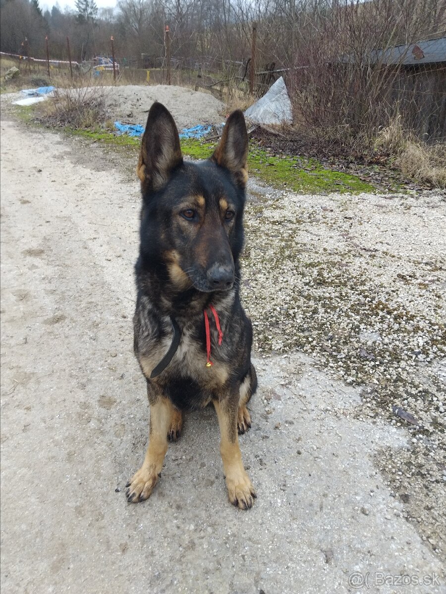 Fenka Bella 8.rokov - 2