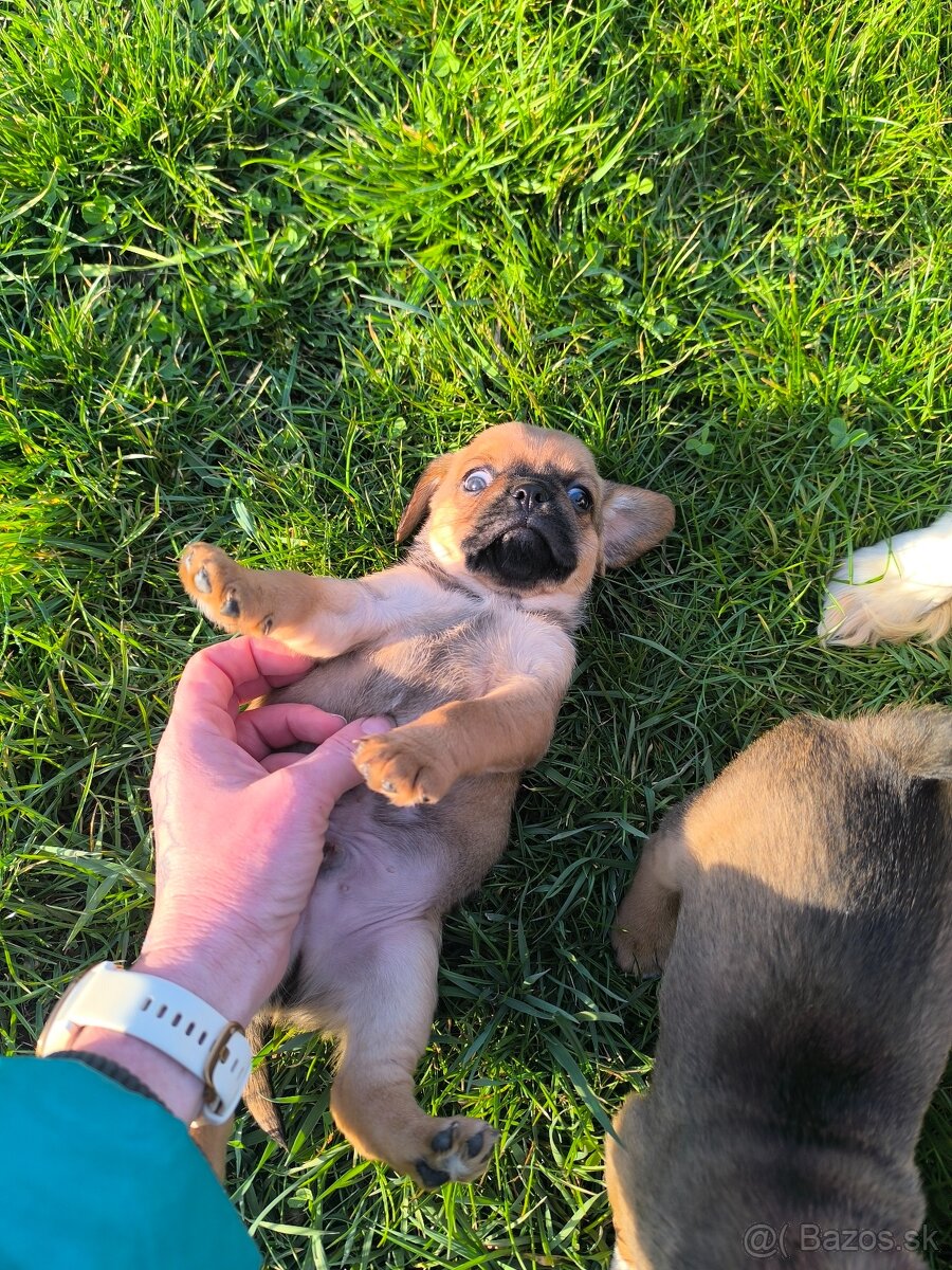 Šteniatka cavalier - 2