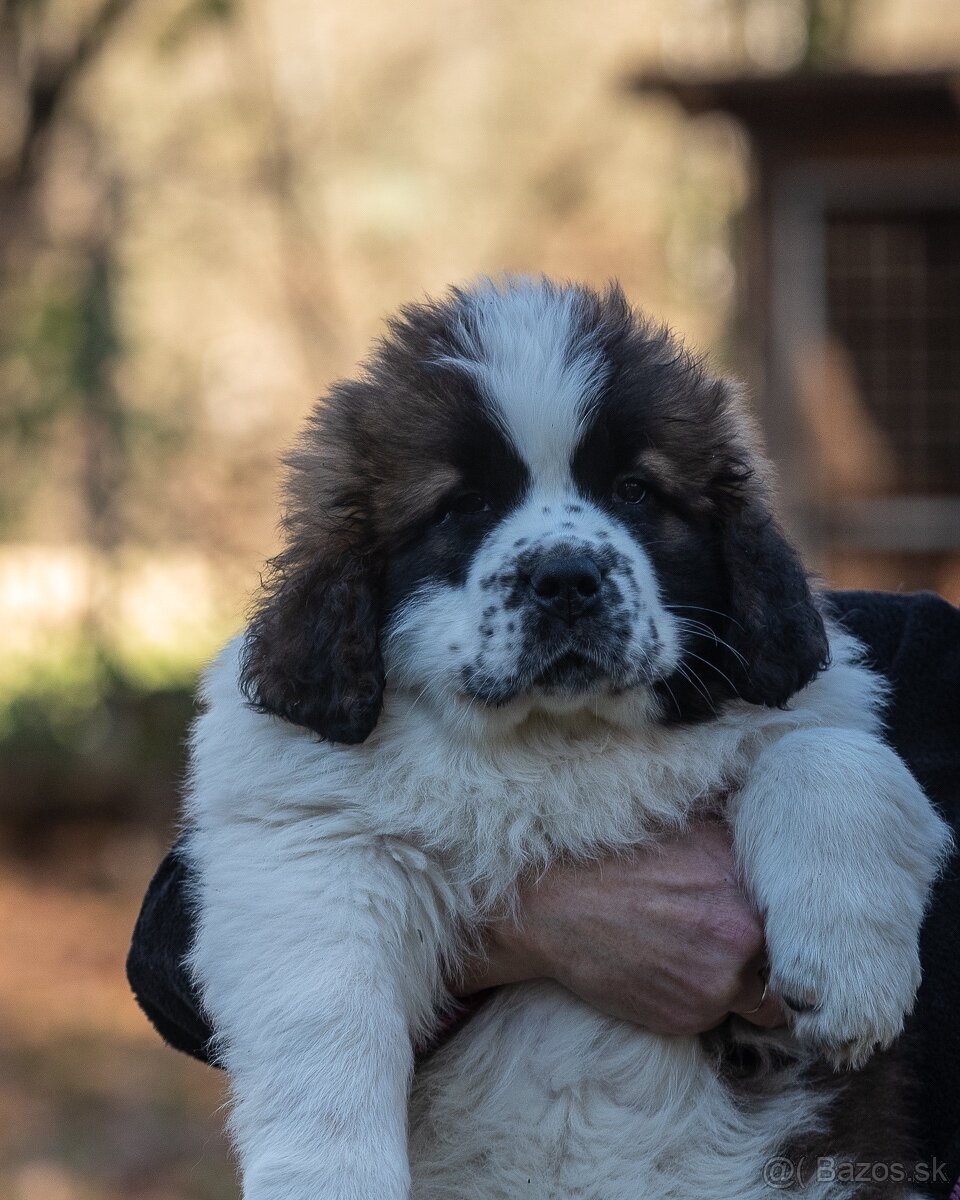 Moskovský strážny pes PP FCI - 2