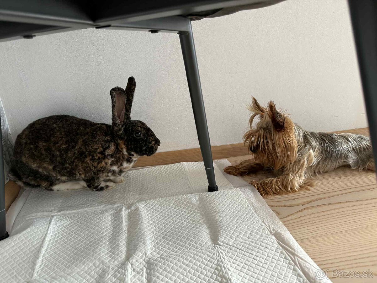 Predám králika Štrbský gepardí rex - 2