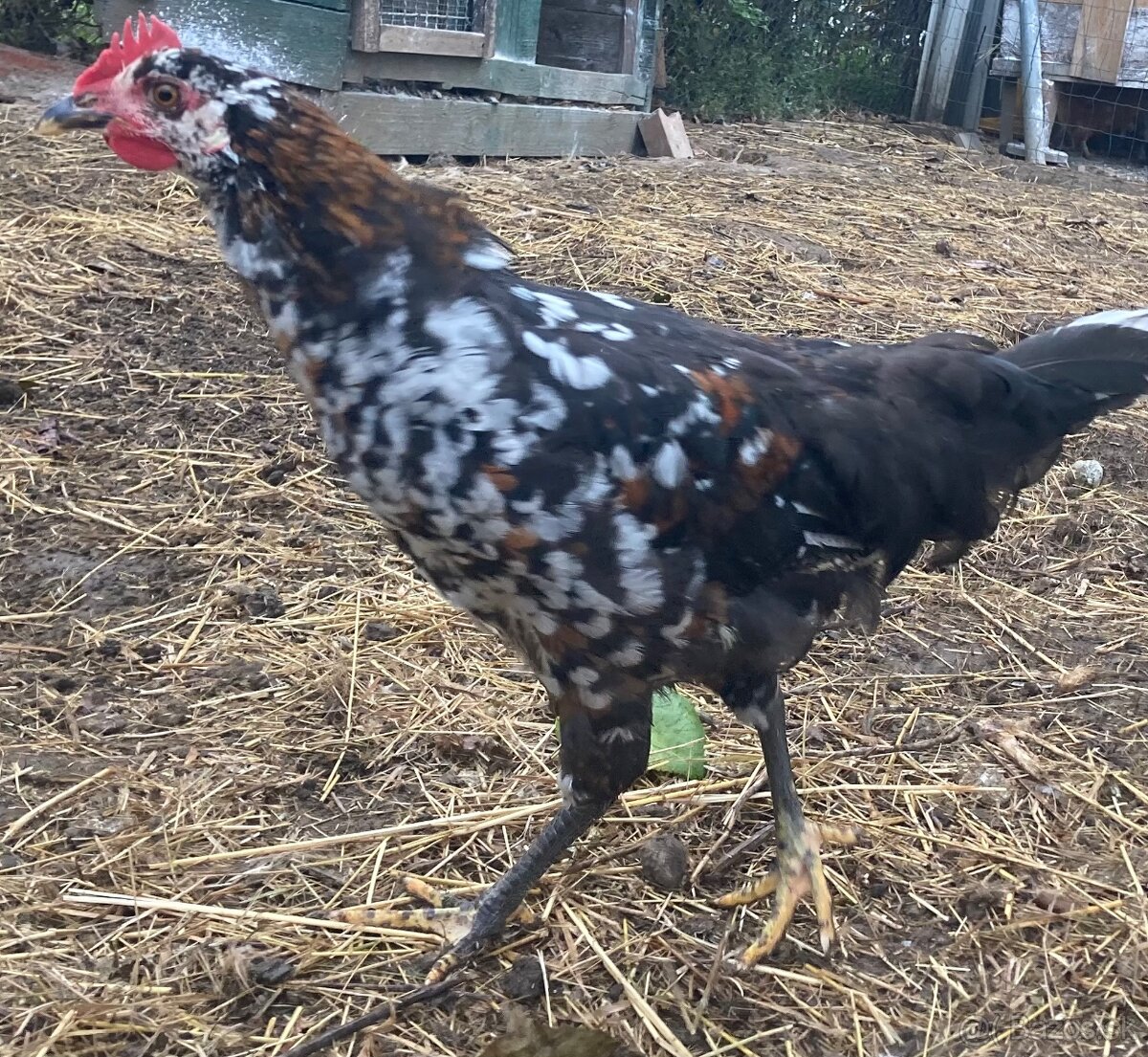 Predam mlade kohutiky cream legbar a svedska kvetina - 2