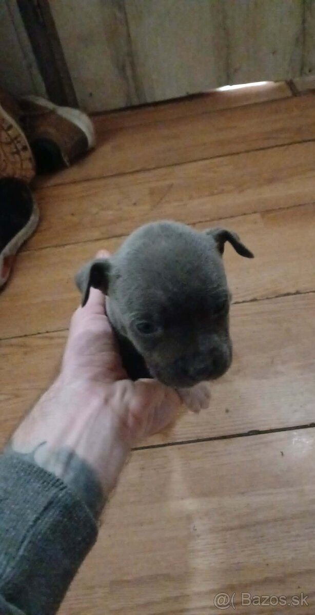 Stafforshierd x Xl bully - 2