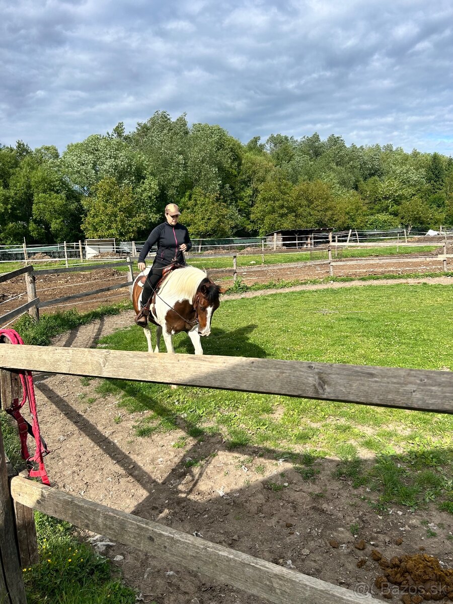Predam kobylu 7 rokov - 2