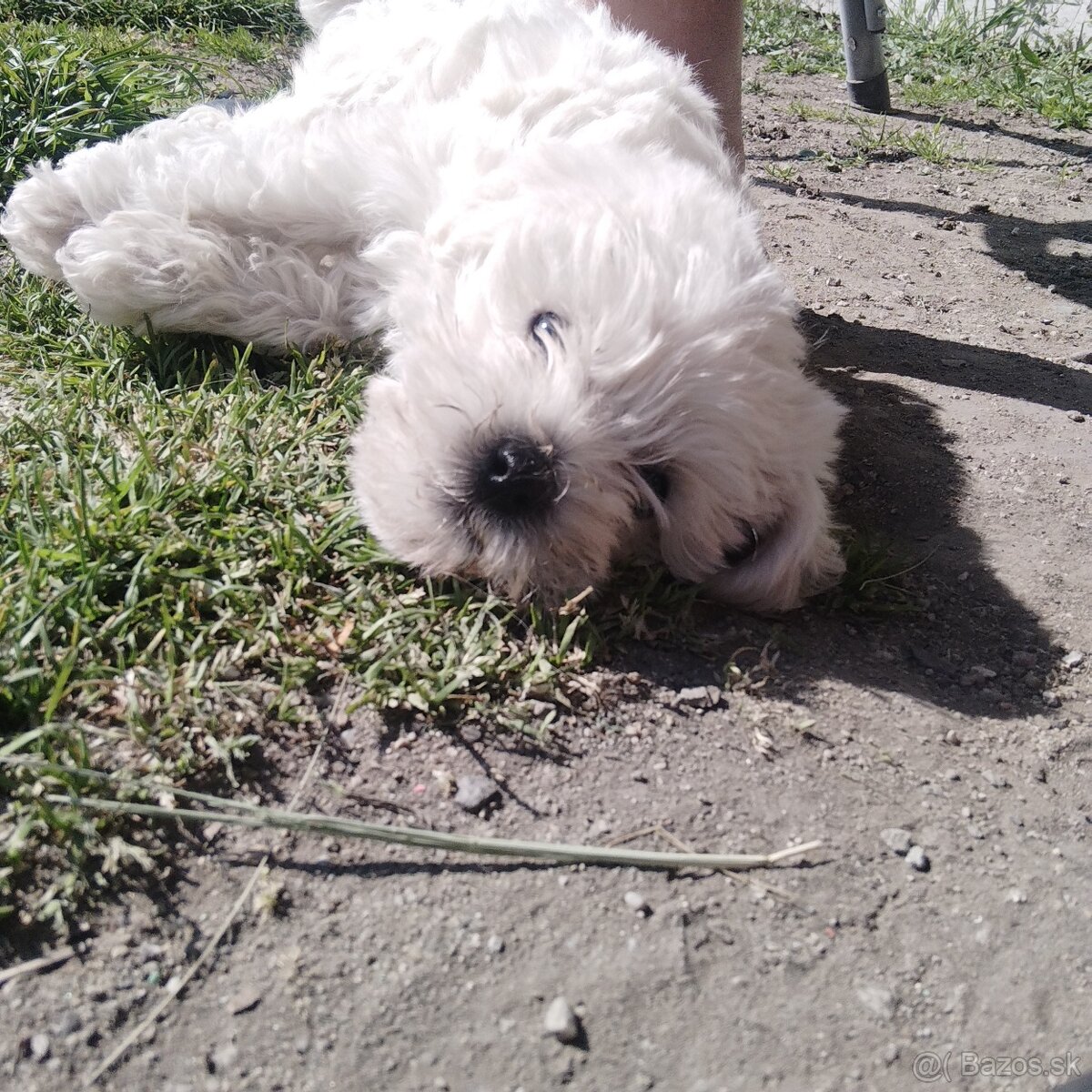 Maltipoo - 2
