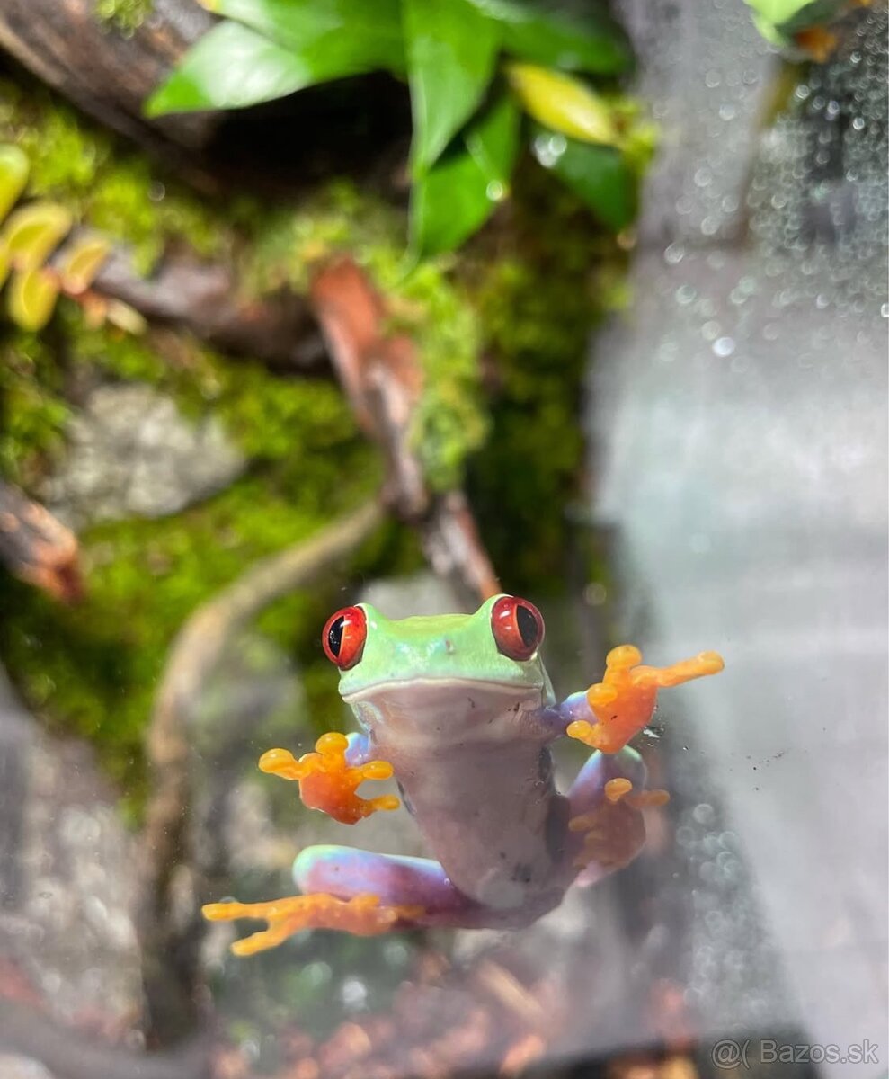 Listovnica červenooká - 2