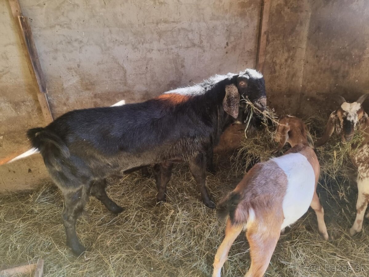 ANGLONUBIJSKY Fešák Capko na pripúšťanie - 2