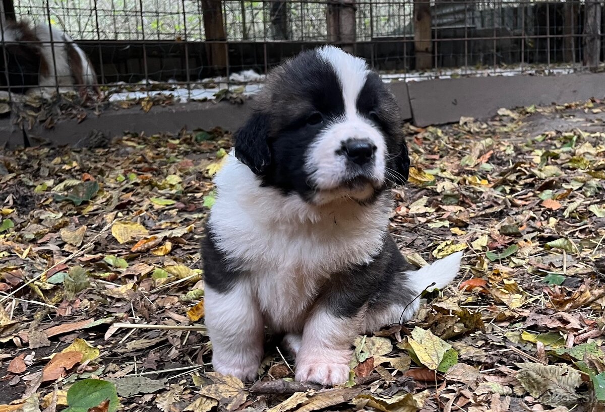 Šteniatka Moskovský trážny pes - 2