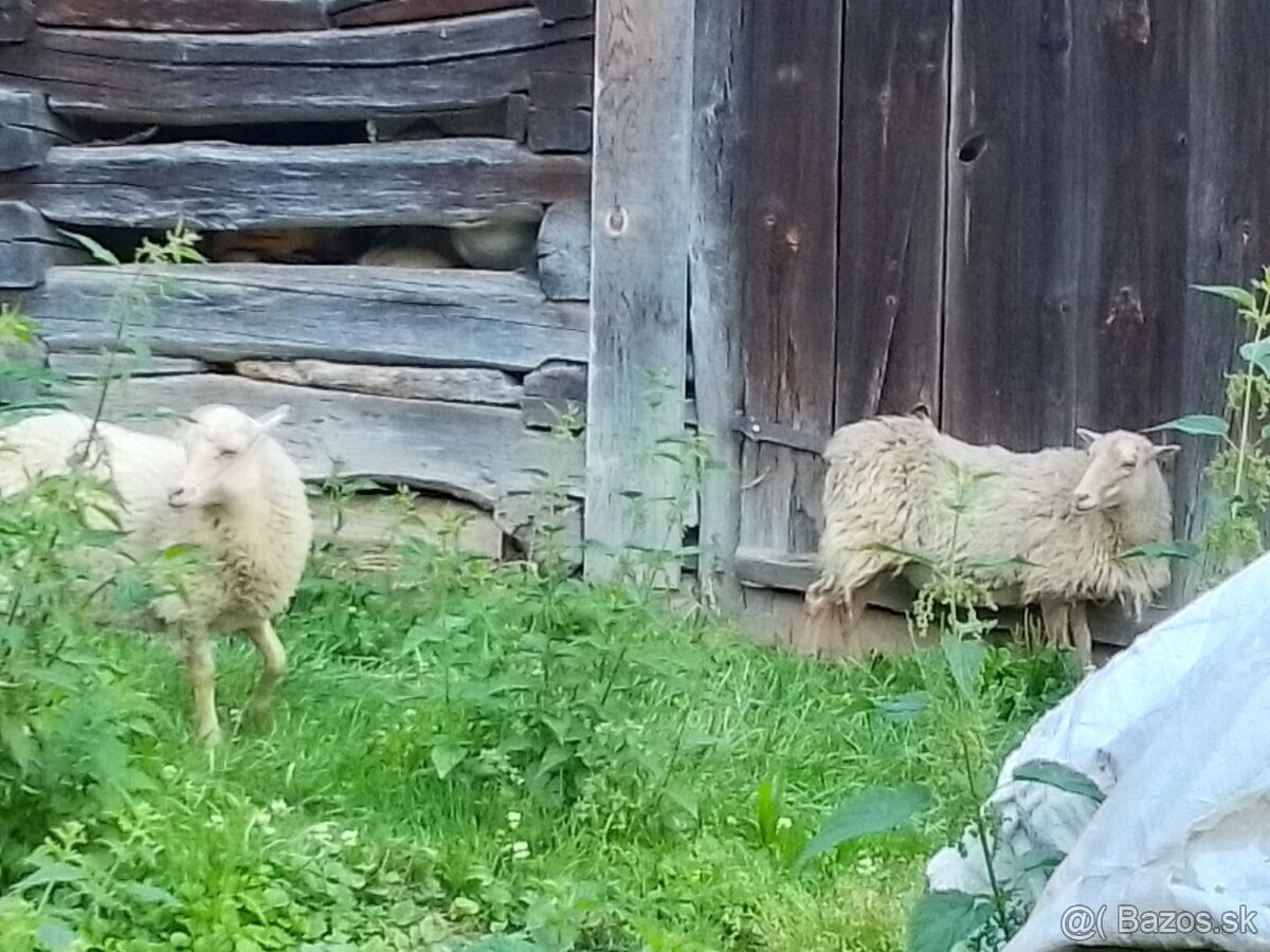 Predám quessantské mini ovečky - 2