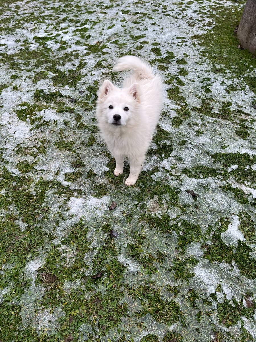 Predám psíka nemecký špic - 2