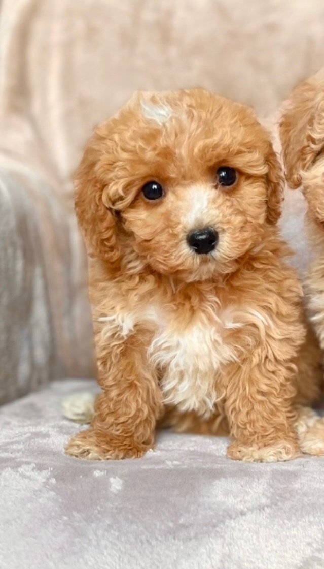 Red and white girl Maltipoo = Pudel + Maltese - 2