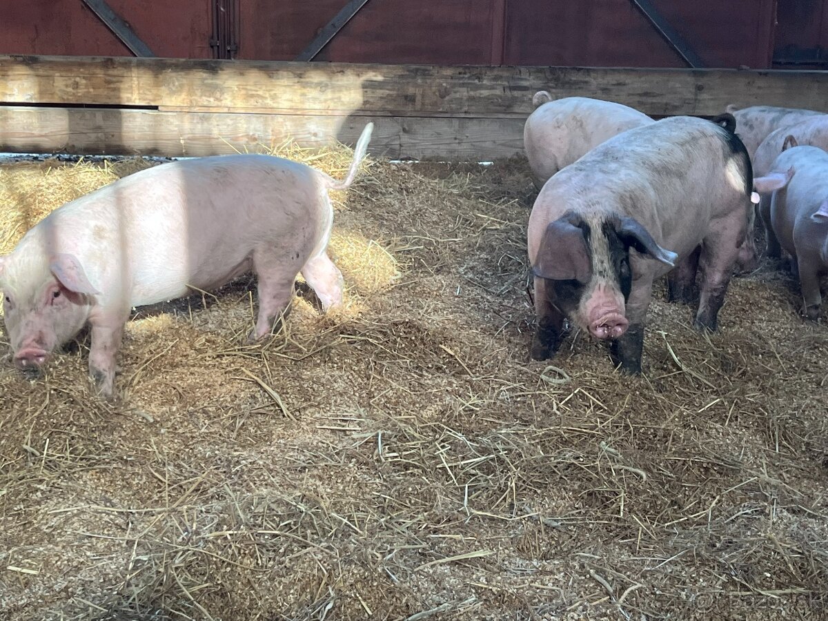 Rozkrmená prasata - 2