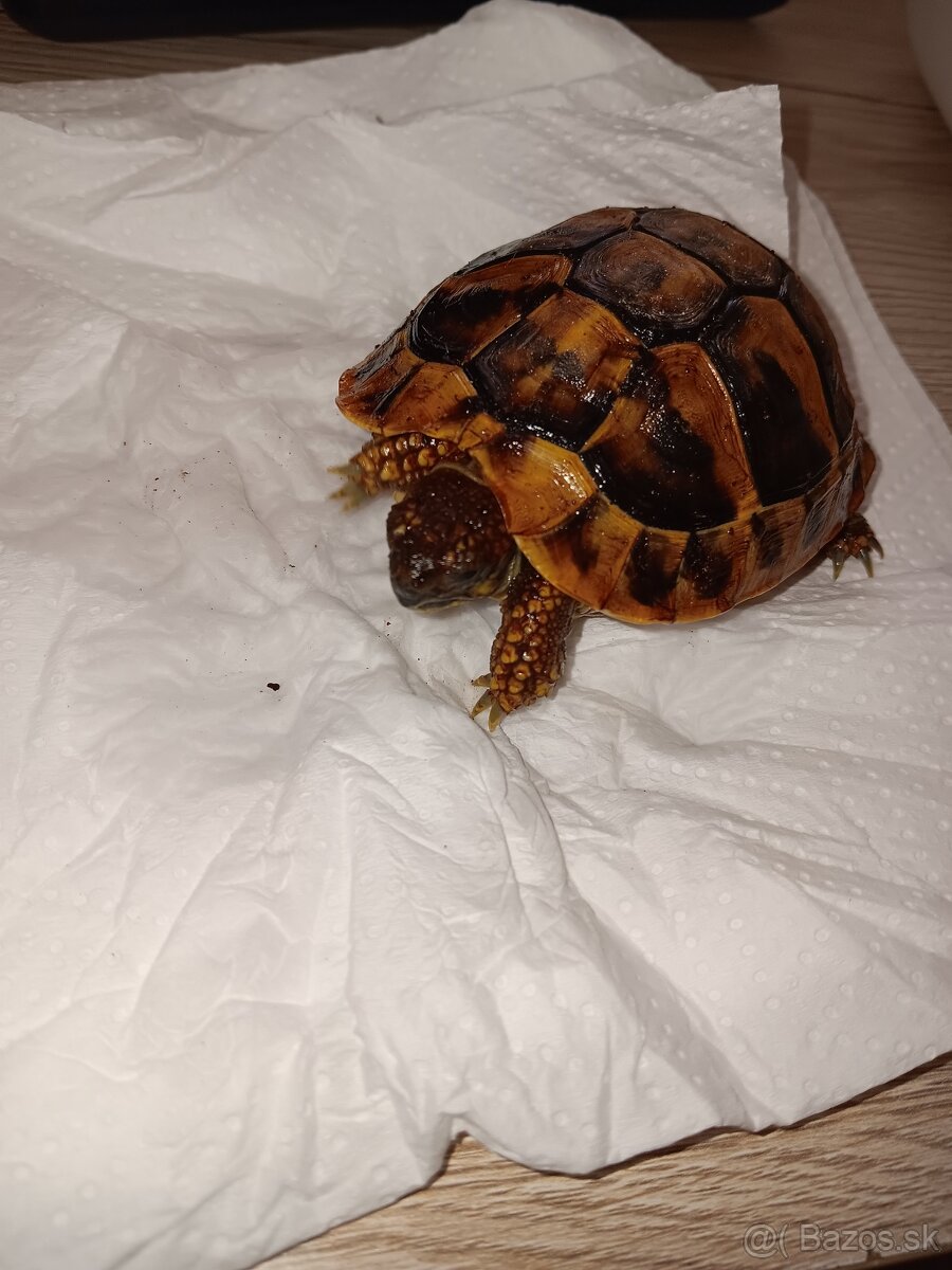 Testudo Hermanni 2024 - 2