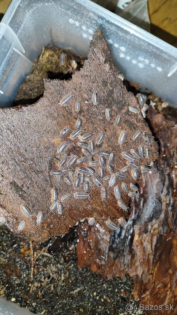 Armadillidium Klugii - 2