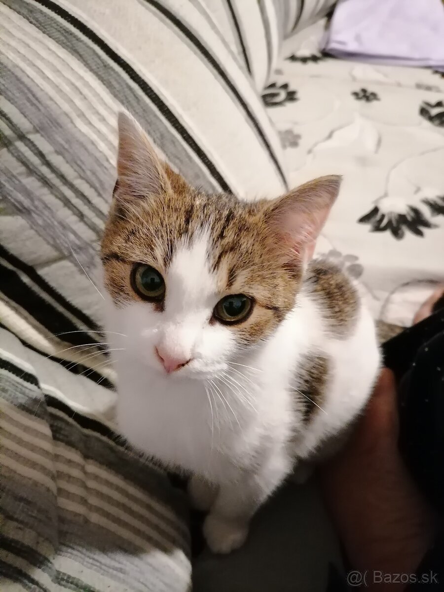 Kastróla mačička - 2