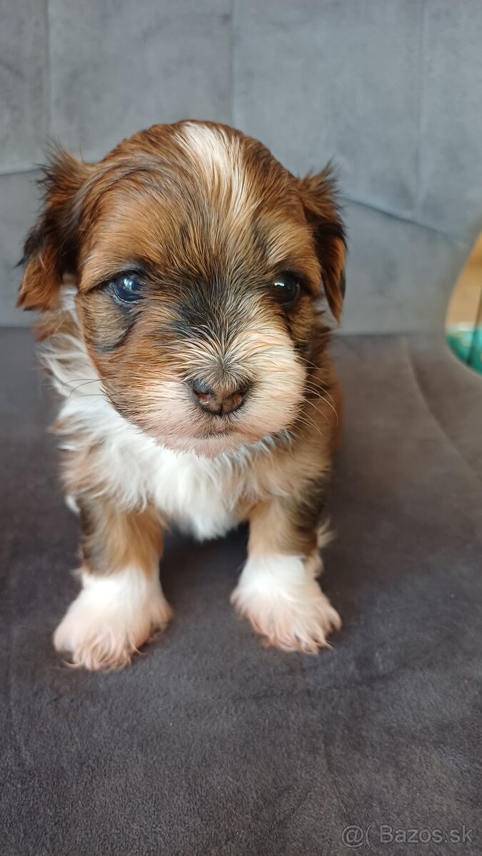 Havanský psík - štěňátka s PP - 2