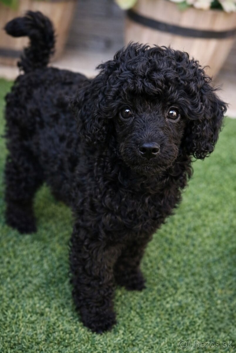 Pudel pudlík psík s PP - 2