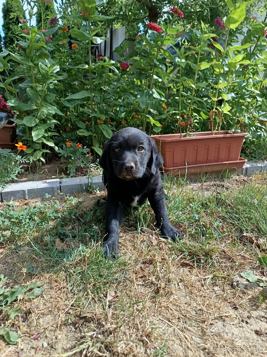 Labradorsky retriever - 2
