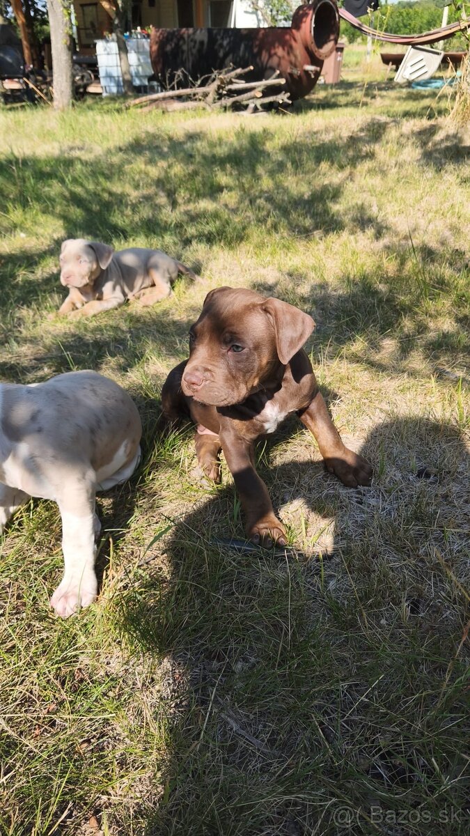 American Bully - 2