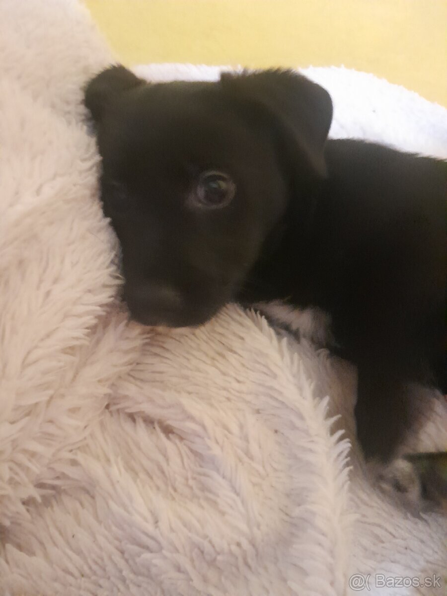 Šteniatko - Darujem - 2