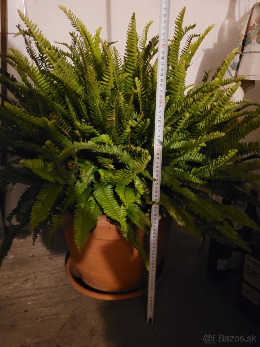 Predám papraď - 2