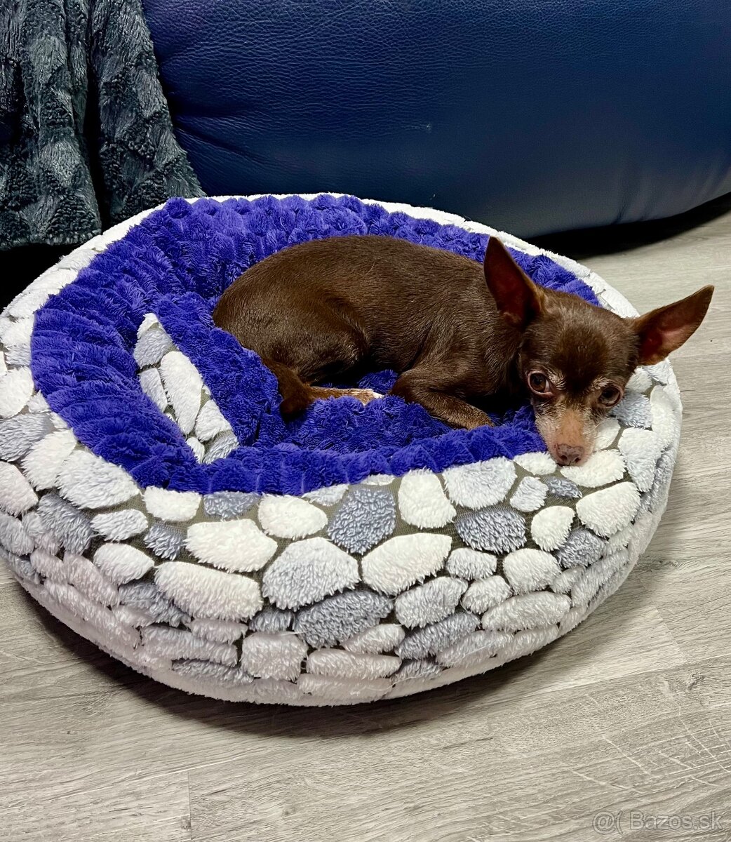 Darujem čivavku Fenku čokoladová - 2