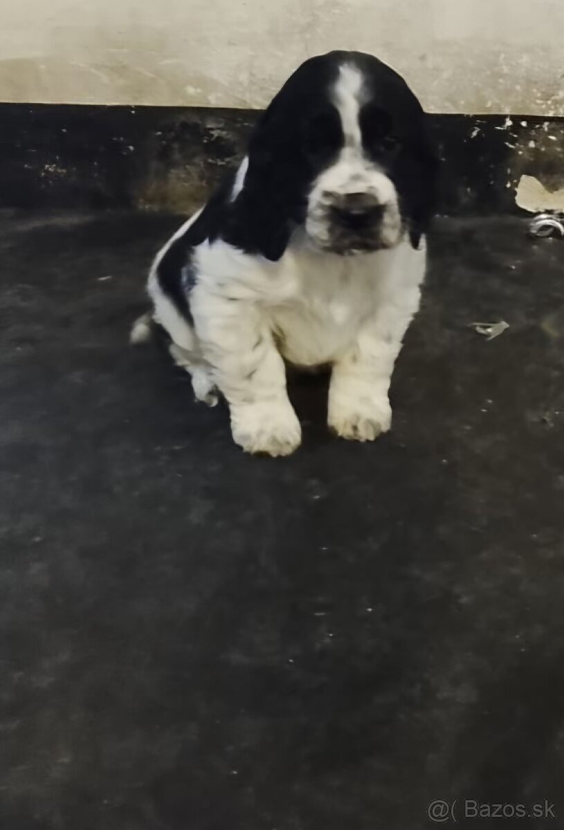 Anglický springeršpaniel - 2