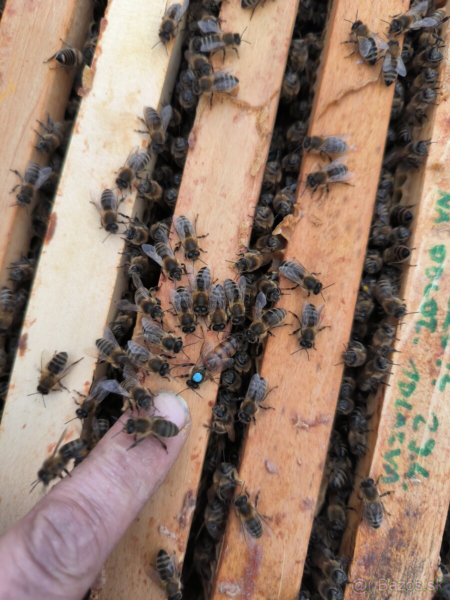 Včely - 2