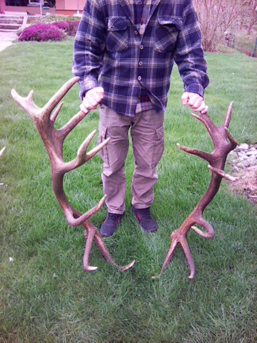 Jelenie zhody predaj - 2