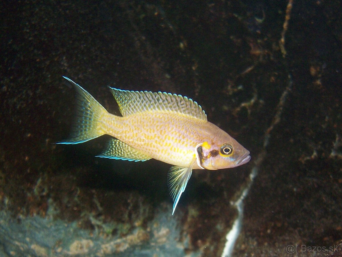 NEOLAMPROLOGUS HELIANTHUS - 2