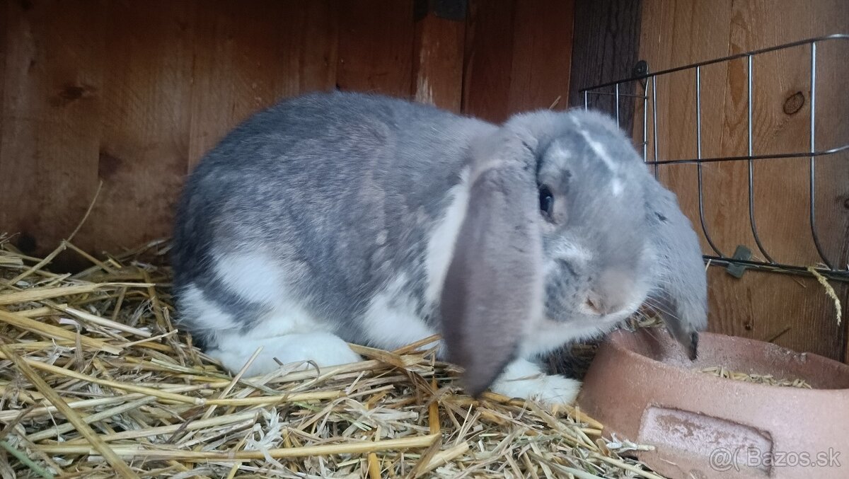 Francúzsky baran - 2