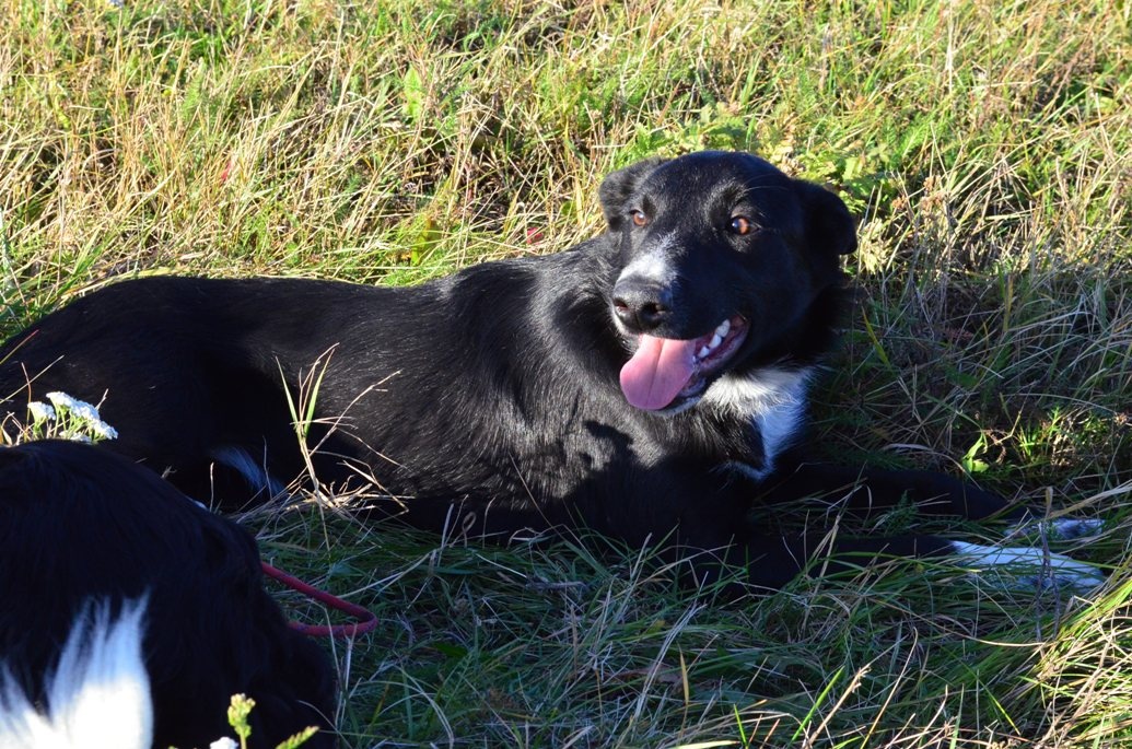 Krátkosrstá border kólia s PP - 2