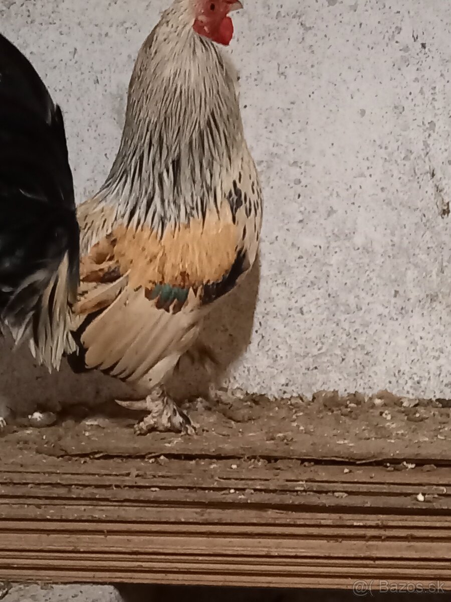 Kohút - liliput - 2