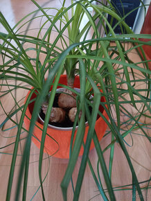 Slonia noha, Nolina - 2