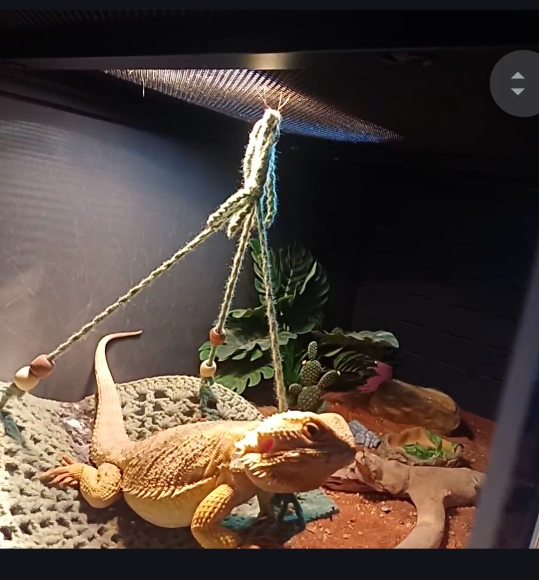 Terárium +agama - 2