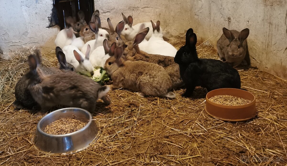 Zajace - 2