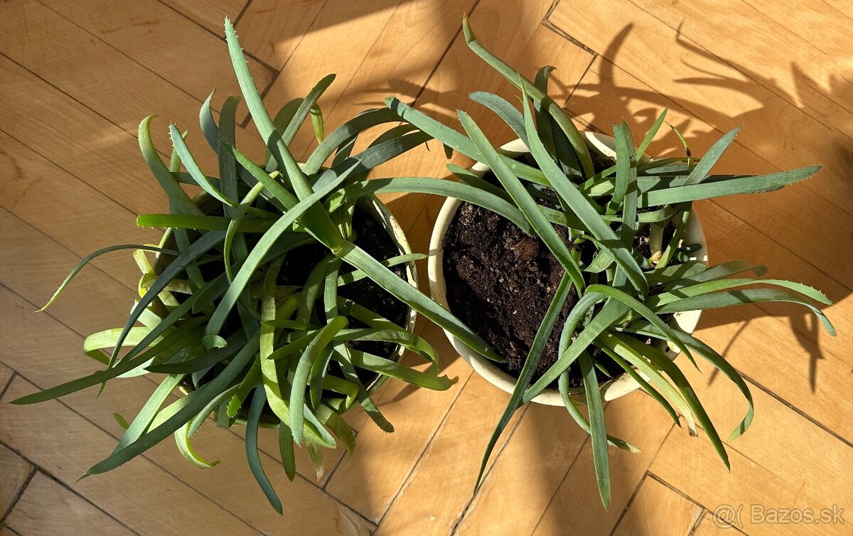 2 x Aloe arborescens - 2