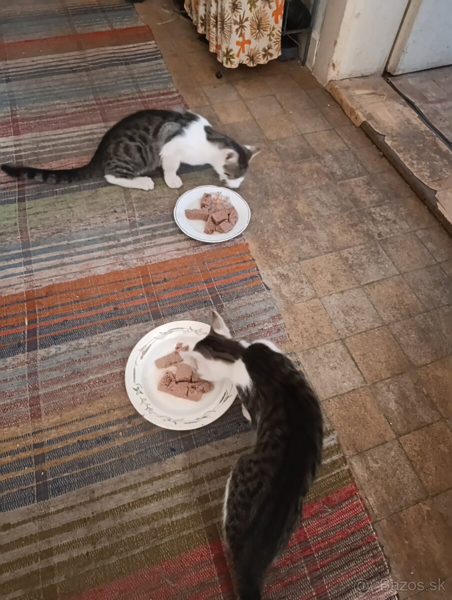 🐾 Mačiatka hľadajú milujúce domovy 🐾 - 2