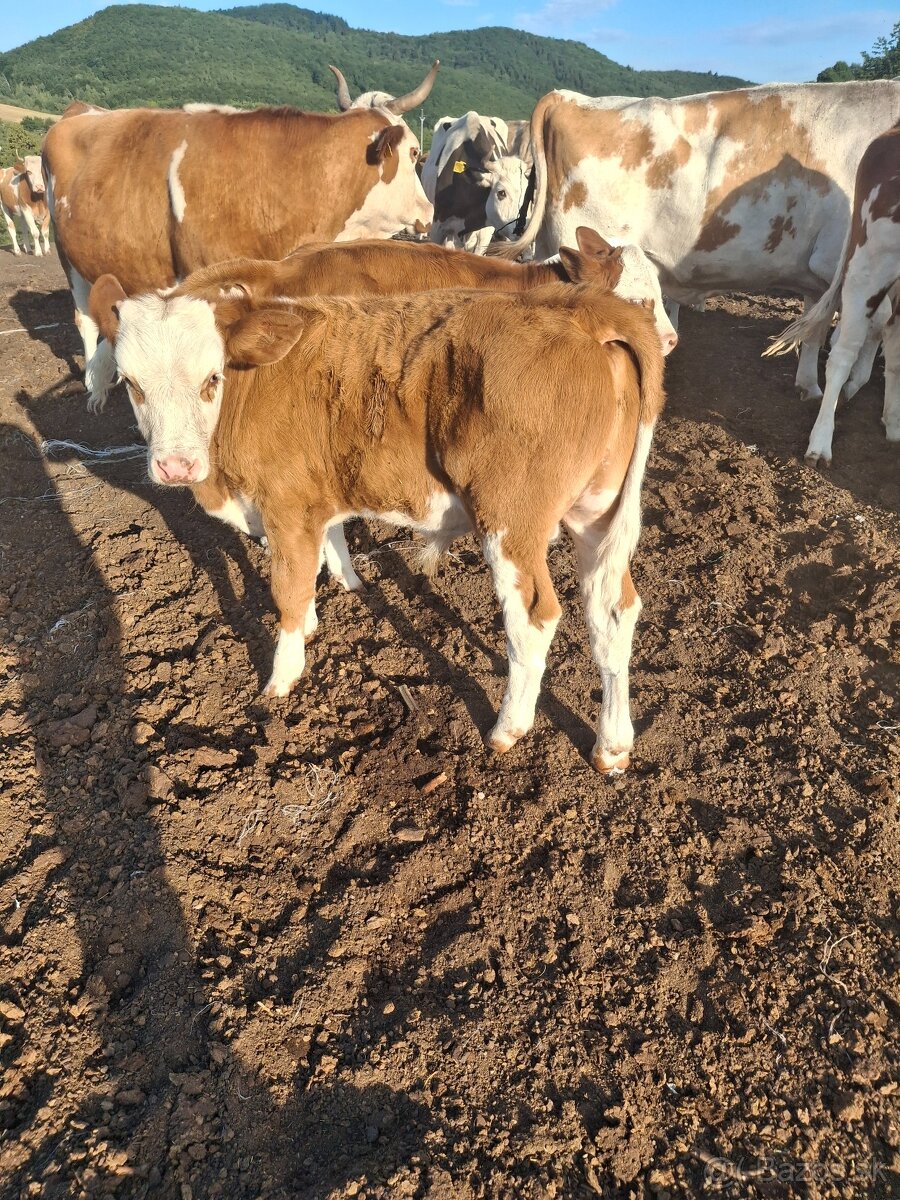 Predám telata - 2
