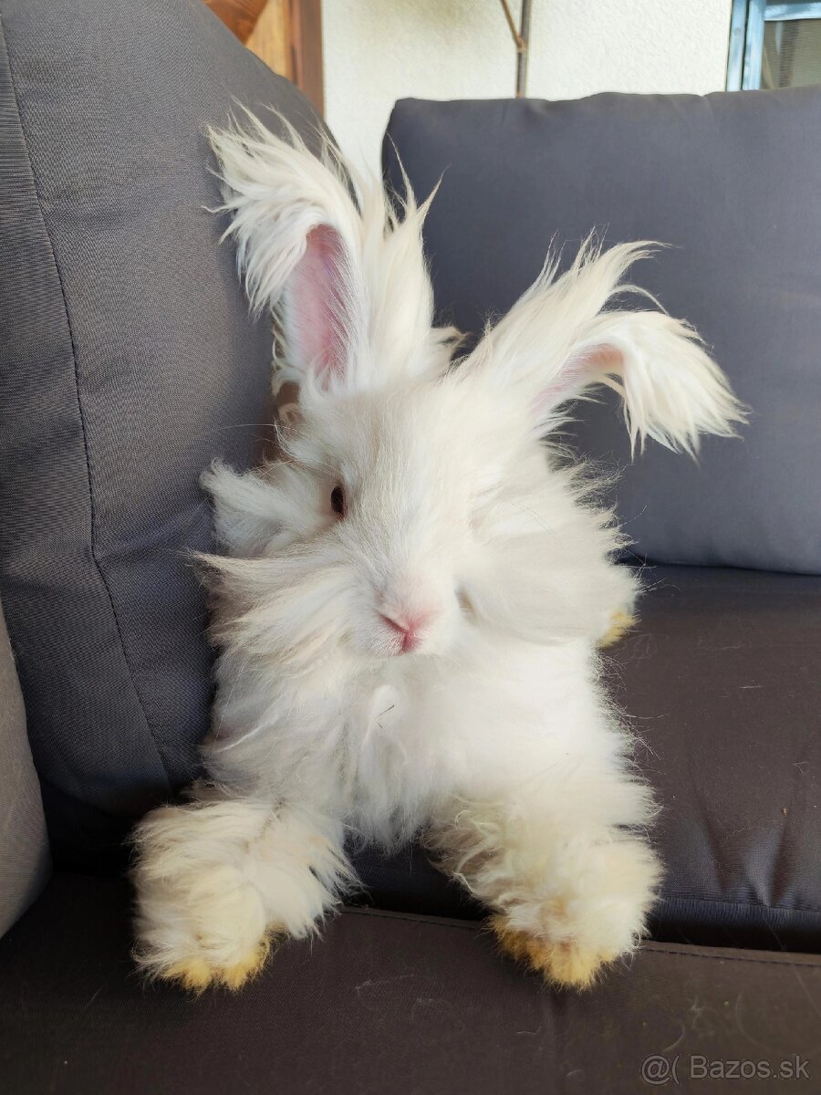 Anglická angora 🩵 - 2