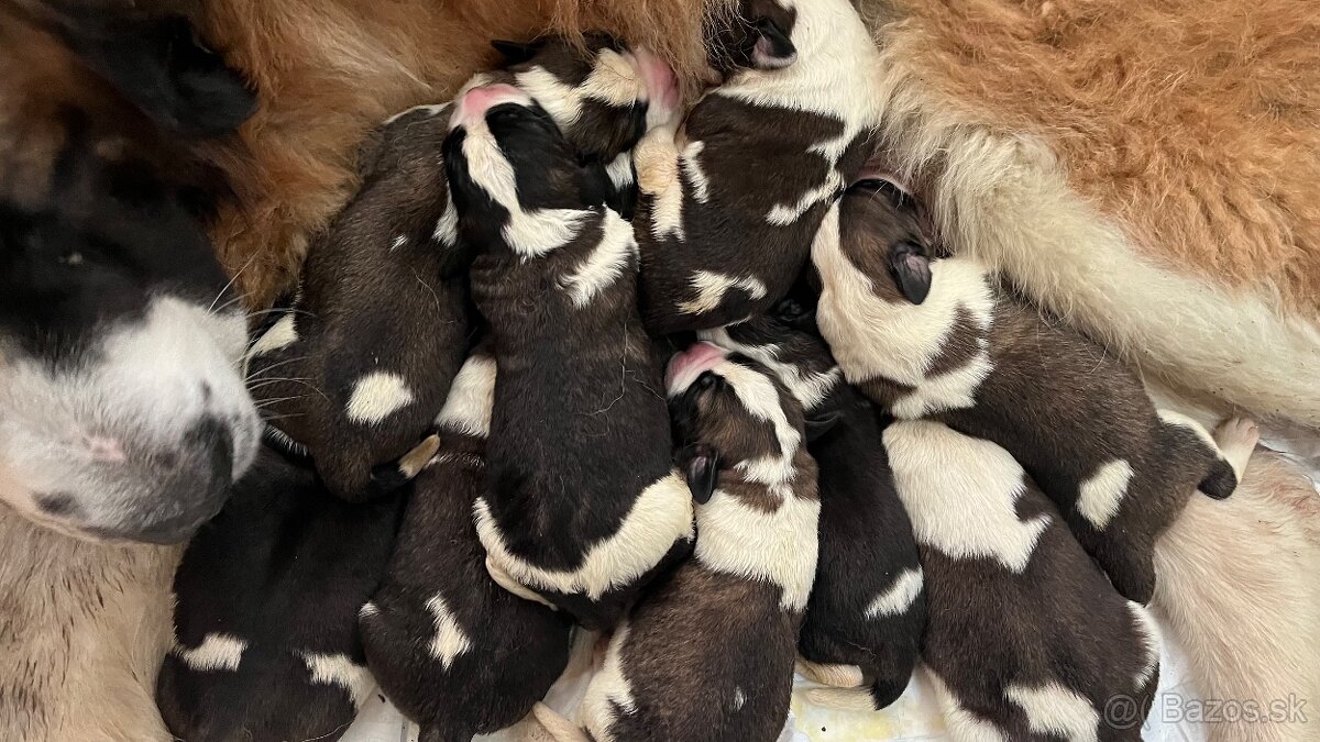 Ponúkame šteňata Moskovskeho strážneho psa s PP - 2