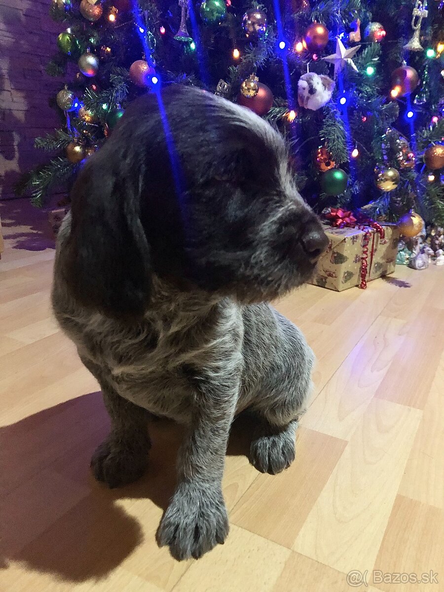 Český fúzač šteniatka - 2